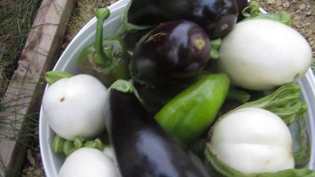 Наша дача 2020 г. Середина сентября - грядка под чеснок, перекопка, продолжаем сбор урожая.