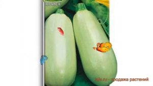 Кабачок обыкновенный Ролик (rolik) ? кабачок Ролик обзор: как сажать семена кабачка Ролик