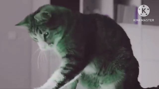 Kitekat Kotophoto In Major Effects смотреть онлайн