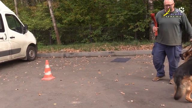 Овчарка Коби обходы, как тренировать смотреть онлайн