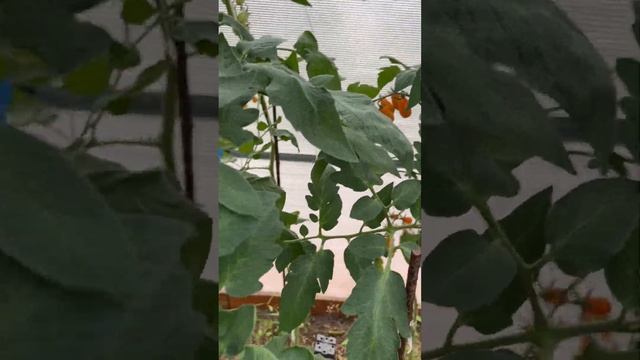 Черри Оранжевый Фонтан от семена "Поиск" смотреть онлайн