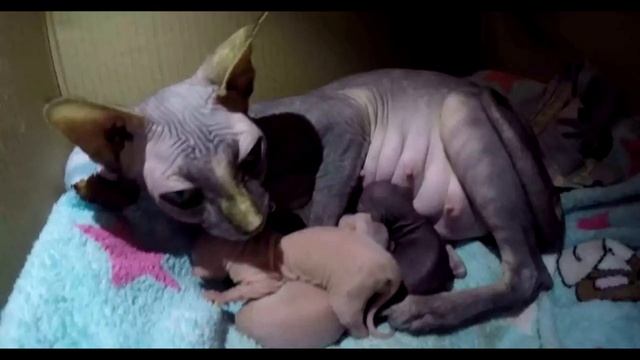 Кошка родила пять котят, но один сильно отличался. Когда хозяева увидели его - потеряли дар речи смотреть онлайн