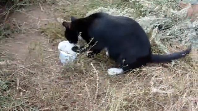 2015 год.Лето.Слабонервным не смотреть...Кормление крупного хищника с риском для жизни. MOV02414 смотреть онлайн