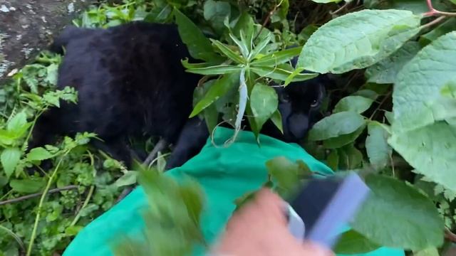 Panther Luna answers questions ?❓/ the leopard makes a rearrangement in the cage смотреть онлайн