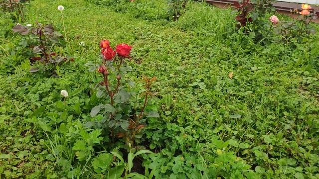 Розы в Подмосковье. Роза Coffee Break / Кофе Брейк