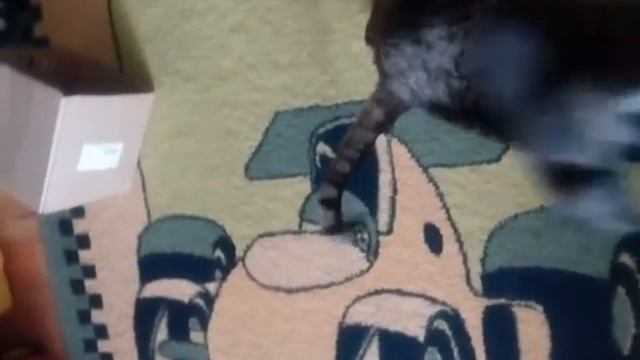 Как легко избавиться от шерсти?