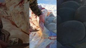 #zhivoy911/#Лошади/#разделка/