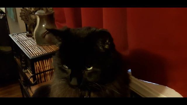 Pet Poetry - A Book for the King смотреть онлайн