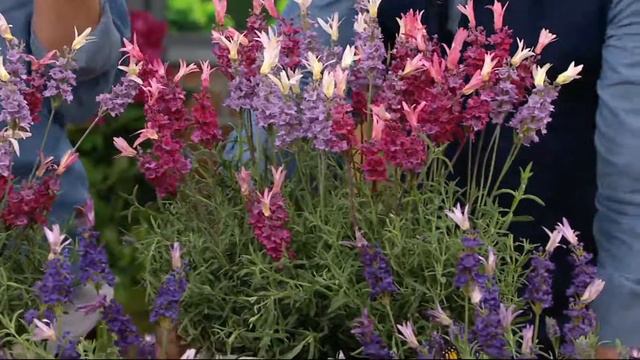 Roberta's 4-piece Australian Ruffles Lavender on QVC смотреть онлайн