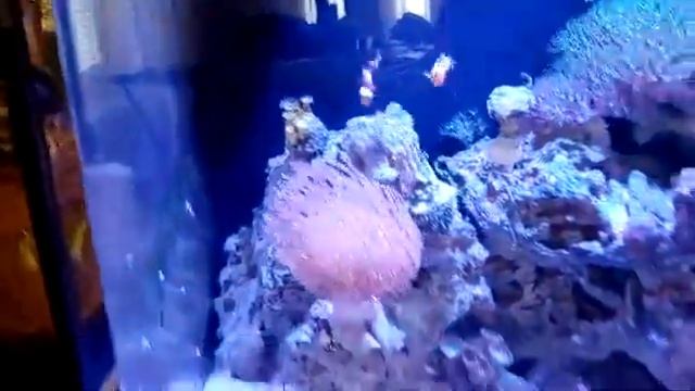 Морской аквариум смотреть онлайн