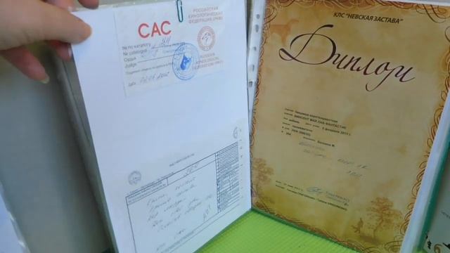 КЛЕЙМО , ЩЕНЯЧКА , ЧИП , ВЕТ ПАСПОРТ - ЧТО ЭТО ? #ПРОДАЮЩЕНКАЧИХУА( ПИТОМНИК "МАРИ МИСТИК" ) смотреть онлайн