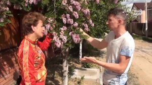 Чудо-дерево! Розовая «акация» в Средней полосе  Робиния клейкая