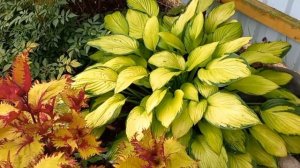 Хоста First Blush, The King, Goodness Gracious ...