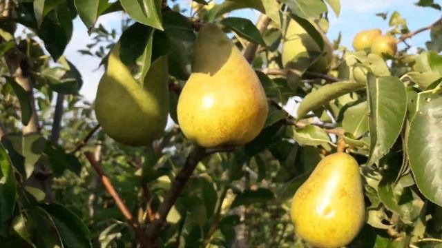 Маргарита Марилья сорт груши (Франция). смотреть онлайн