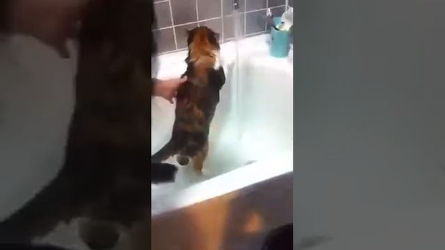 Кошка принимает душ смотреть онлайн
