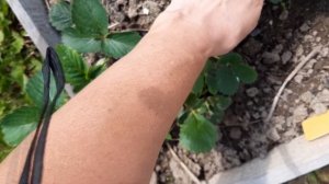 клубника цветет, а ягод нет. Рассказываю и показываю почему