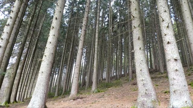 Серебреное Колечько и Красивый лес . смотреть онлайн