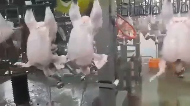 Конвейерная линия потрошения тушек бройлера смотреть онлайн