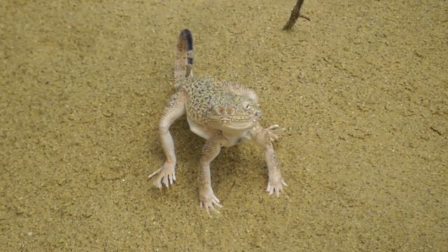 Ящерица. Ушастая круглоголовка ( Phrynocephalus mystaceus ) смотреть онлайн