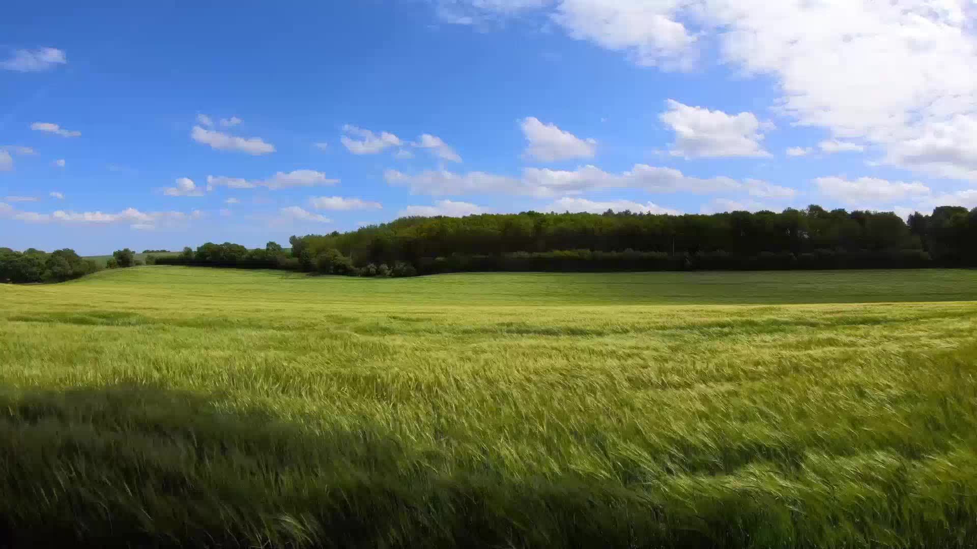 Аленизм и РСП