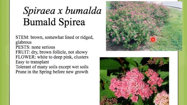 Spiraea X Bumalda
