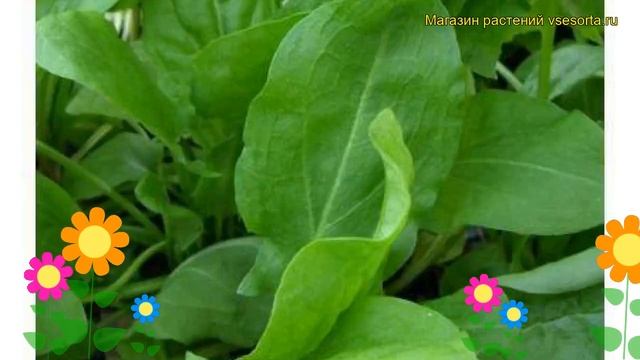 Щавель обыкновенный Широколистный. Краткий обзор, описание характеристик Shirokolistnyi