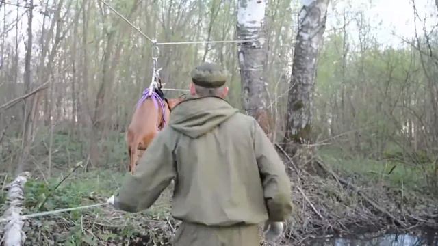 Отработка транспортировки собаки через препятствие, водную преграду. смотреть онлайн