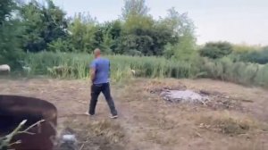 Покупка овец | Овцеводство как бизнес