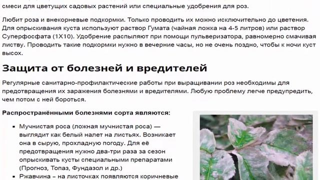 Роза Чёрная магия: секреты выращивания королевского цветка. смотреть онлайн