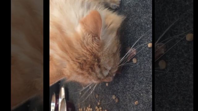 День Персика. Персик костоед. ??? смотреть онлайн