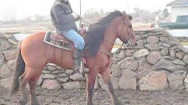 Kiger Mustang Stallion: Ruben and Regalo