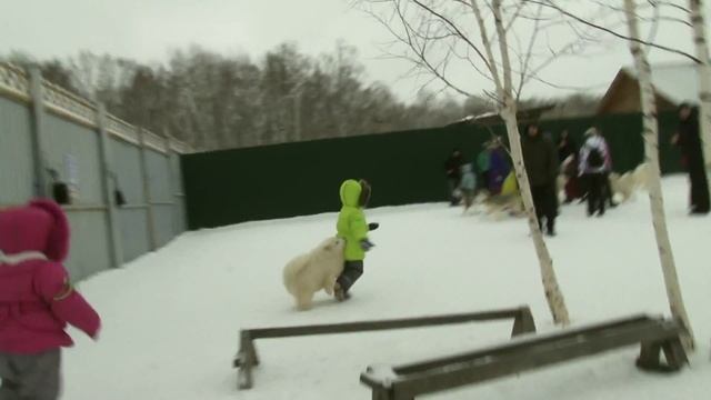 Хаски центр Аквилон г.Челябинск смотреть онлайн