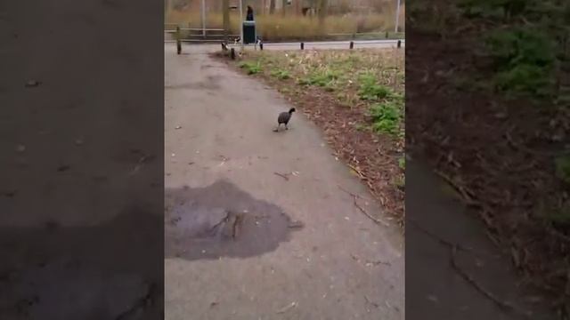 Водяная курочка, бегающая в парке. ))) смотреть онлайн