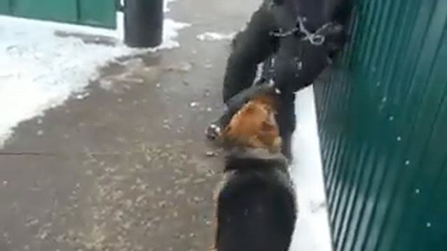 немецкая овчарка Малыш смотреть онлайн