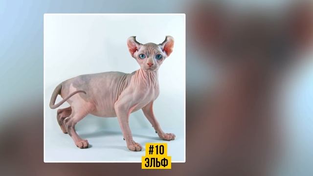 19 шикарных кошек, которые стоят целое состояние смотреть онлайн