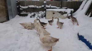 Зимнее содержание гусей в теплице