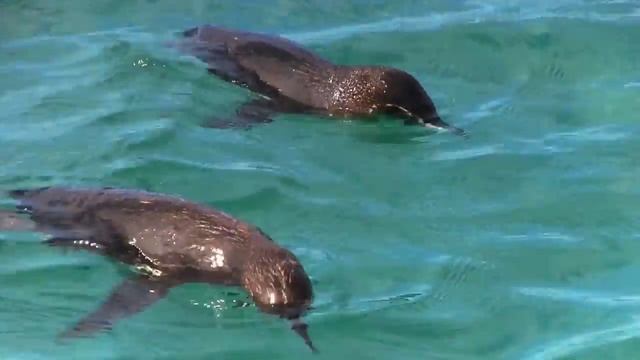World Penguin Day PSA - Galapagos Penguins смотреть онлайн