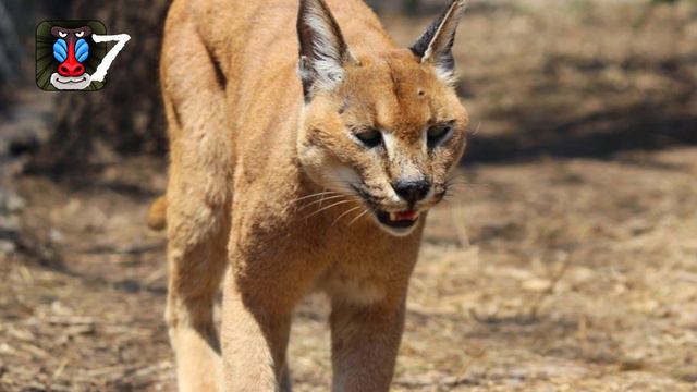 Bizarre Hybrid Animals That Actually Exist смотреть онлайн