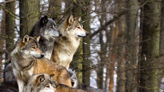 ЧТО НУЖНО ДЕЛАТЬ, ПРИ НОПАДЕНИЙ ВОЛКОВ смотреть онлайн