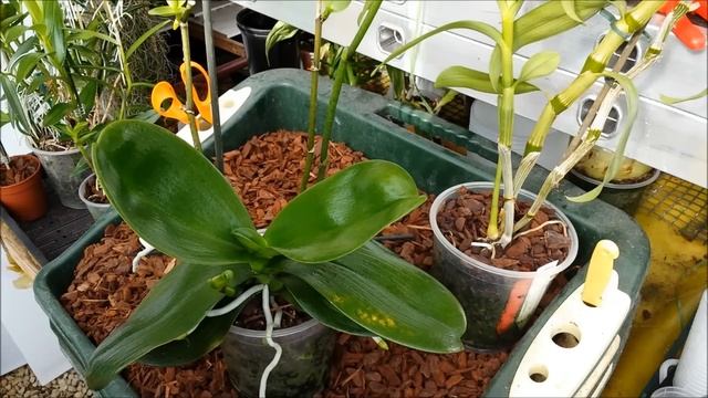 How to clone orchids with keiki paste смотреть онлайн