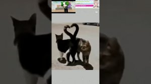 песня. Я люблю тебя ты просто знай