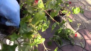 ПЕЛАРГОНИИ. УПЛОТНЕНИЕ КУСТОВ ДЛЯ ЗИМОВКИ.