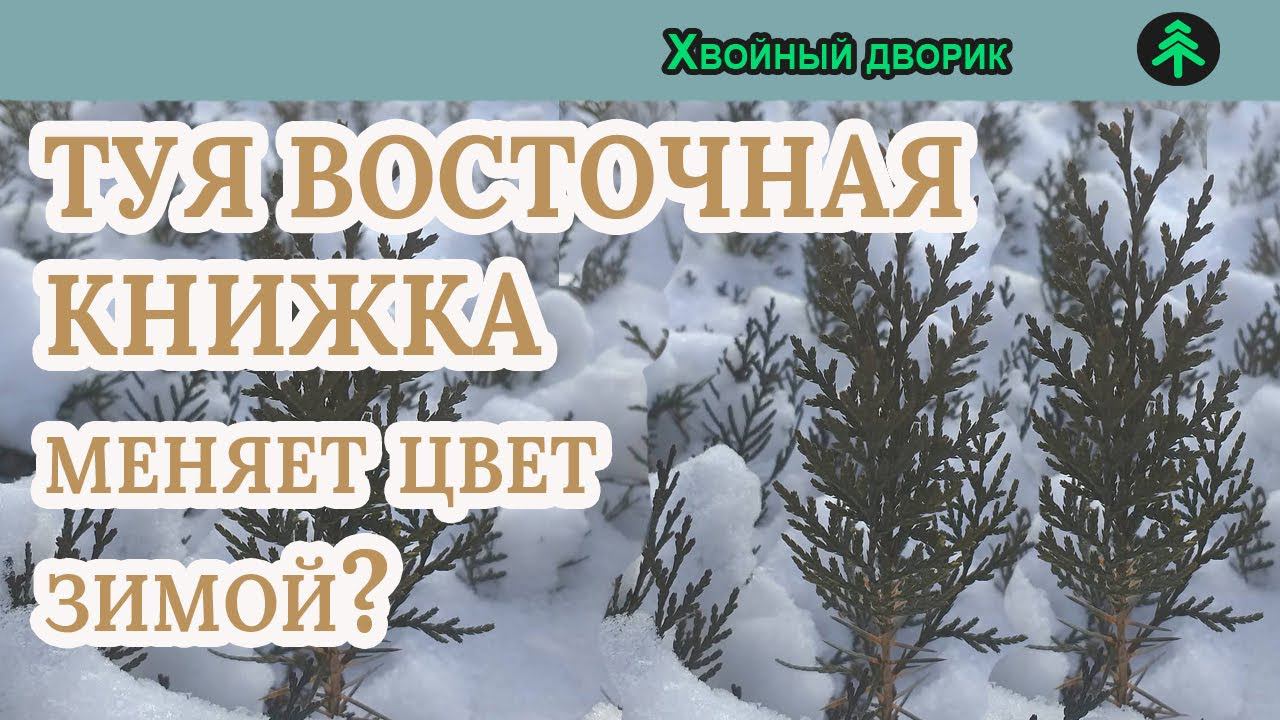 Туя восточная книжка меняет цвет зимой? питомник "Хвойный дворик" вопрос ответ смотреть онлайн