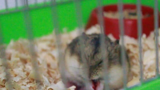 Роды у хомяка смотреть онлайн