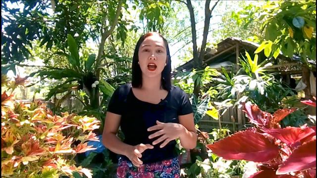Mayana Insecticide | Pamatay Peste Sa Halaman | Best Insecticide For Plants | Coleus Insecticide