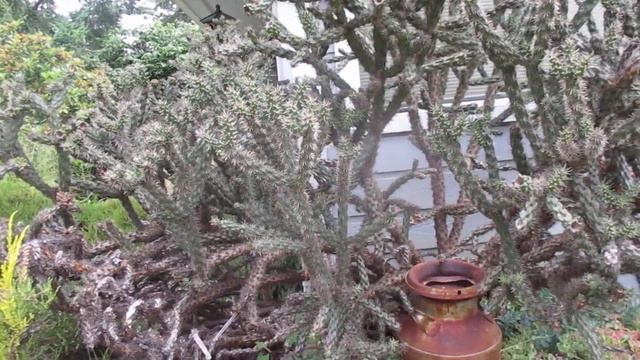 Giant Cholla cactus chopped down to size смотреть онлайн