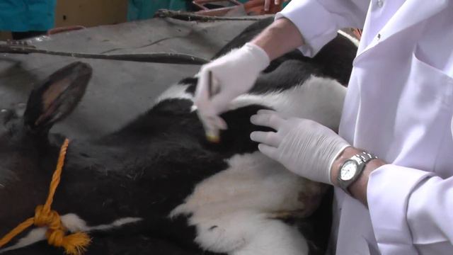 Блокада звездчатого ганглия у теленка. Stellate Ganglion Block. Docent A.D. Stepanov, ПДАТУ