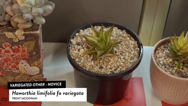 Succulents Identification: Haworthia limifolia fa variegata смотреть онлайн