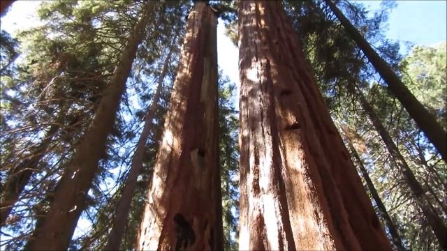 Jonathan Wagy forester, logger,sawmill guy, lumber guy смотреть онлайн