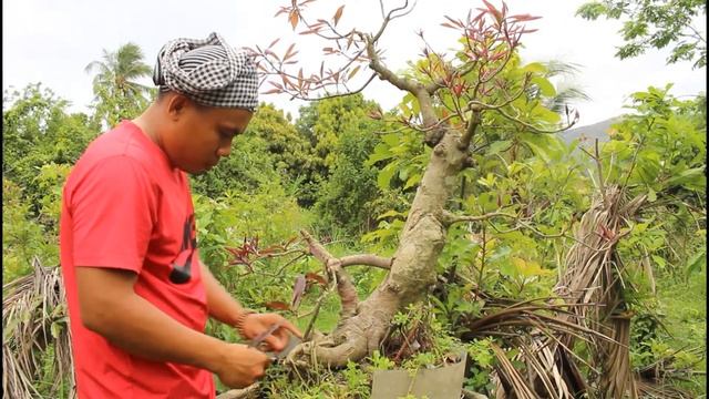 LỘC VỪNG BONSAI - LỘC VỪNG THẢ NƯỚC (4/4/2022) -BONSAI NURSERY (Barringtonia acutangula) смотреть онлайн